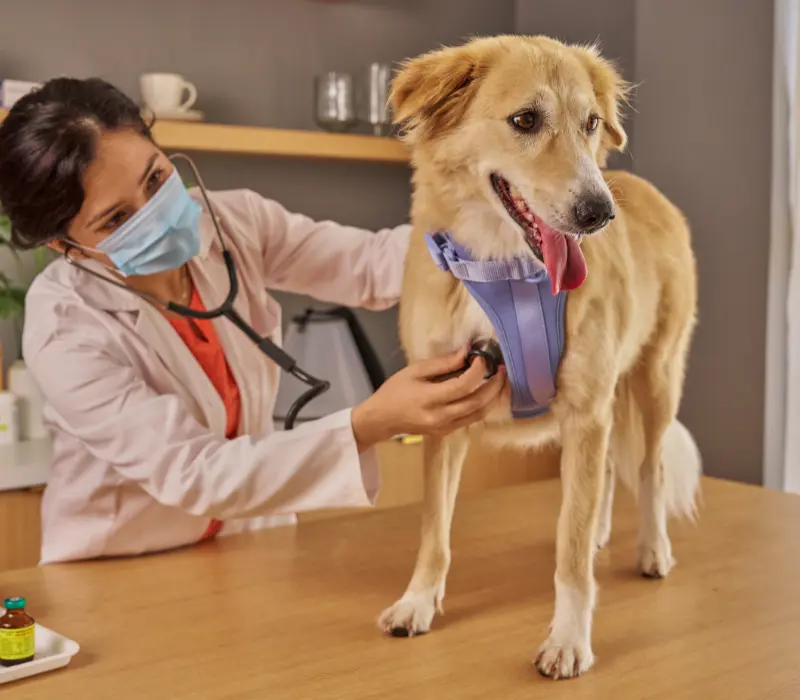 Posicionamento no Google - Veterinários
